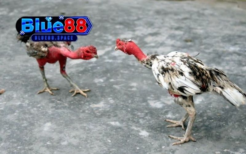 Mẹo chọn gà đá theo ngày: Chọn gà xuất trận hợp phong thủy 4 mẹo chọn gà đá theo ngày